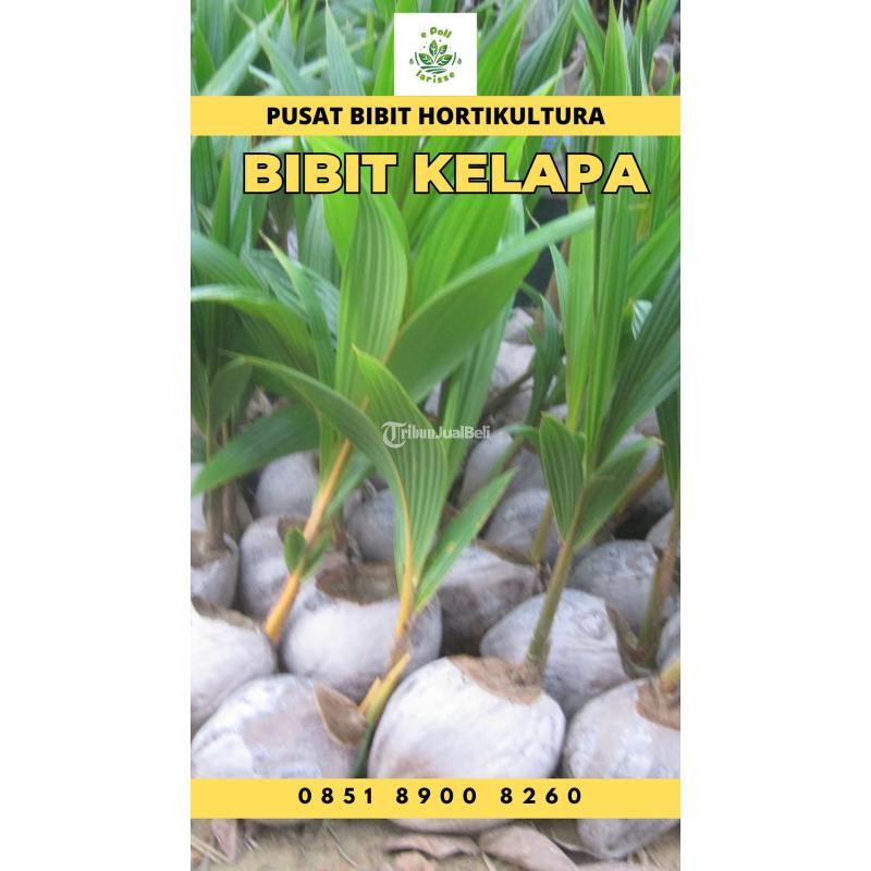 TSEL Sentra Bibit Kelapa Hibrida - Dairi