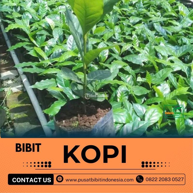 Sentra Bibit Kopi, Bibit Kopi Sumatera Utara - Nias Barat
