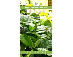  Tsel Sentra Bibit Kopi Arabika Unggul - Tanggamus