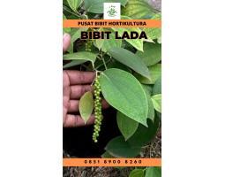 Tsel Pusat Bibit Lada Perdu - Metro