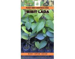Tsel Pusat Bibit Lada Perdu - Mesuji