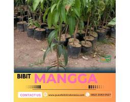 Tsel Hortikultura Bibit Unggul Mangga Trubus - Jambi