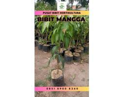 Tsel Bibit Unggul Mangga - Kaur 
