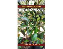 Tsel Sentra Bibit Manggis - Kerinci