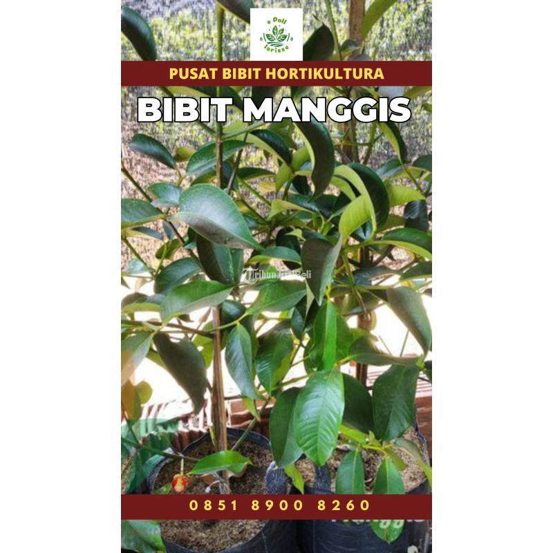 Tsel Sentra Bibit Manggis - Kerinci