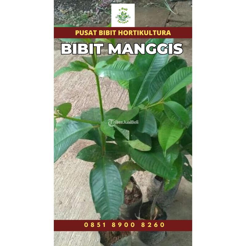 Tsel Sentra Bibit Manggis - Kerinci