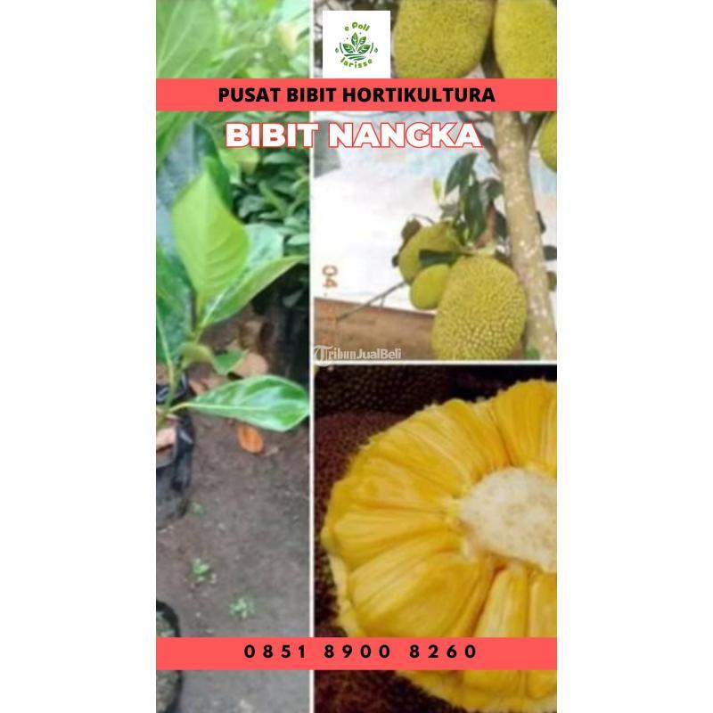 Tsel Sentra Bibit Nangka Kulit Merah - Jambi