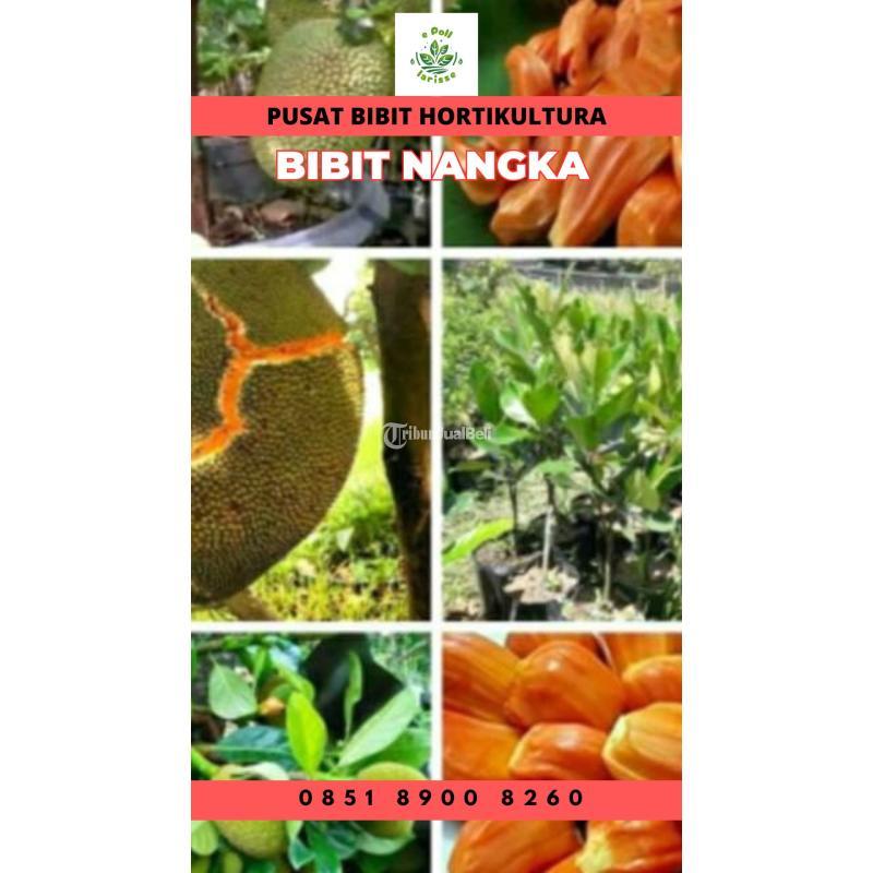 Tsel Sentra Bibit Nangka Kulit Merah - Jambi
