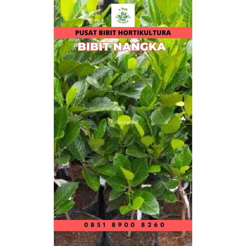 Sentra Bibit Pertanian, Bibit Nangka Madu Terdekat - Kerinci