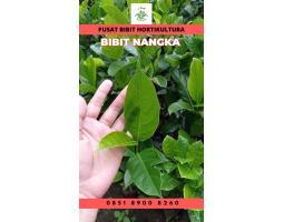 Sentra Bibit Pertanian, Bibit Nangka Madu Terdekat - Kerinci