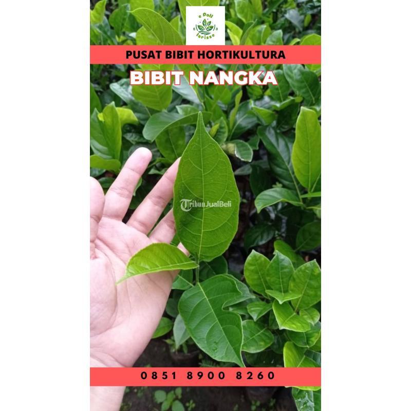 Sentra Bibit Pertanian, Bibit Nangka Madu Terdekat - Kerinci