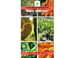 Tsel Sentra Bibit Bibit Nangka Mini - Bengkulu Tengah 