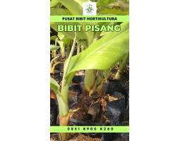 Sentral   Bibit Pisang Ambon Jawa Timur - Bungo