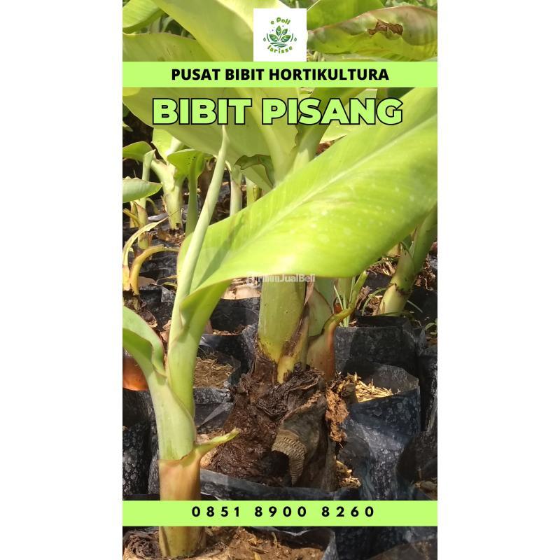 Sentral Bibit Pisang Ambon Jawa Timur - Bungo