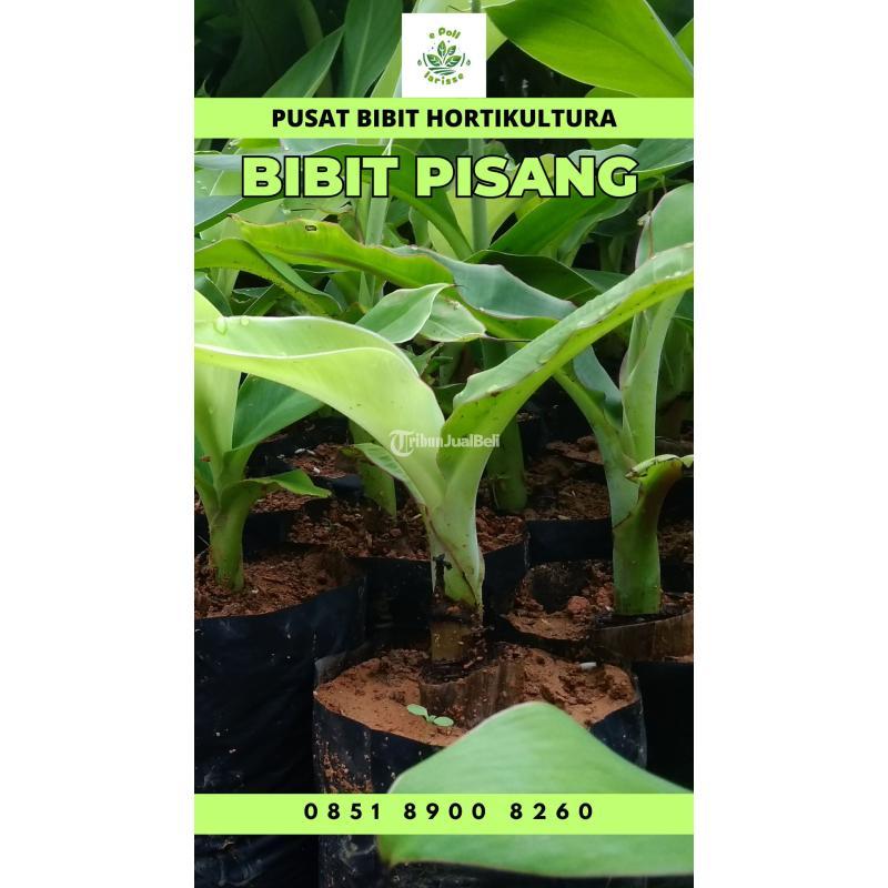 Sentral Bibit Pisang Ambon Jawa Timur - Bungo
