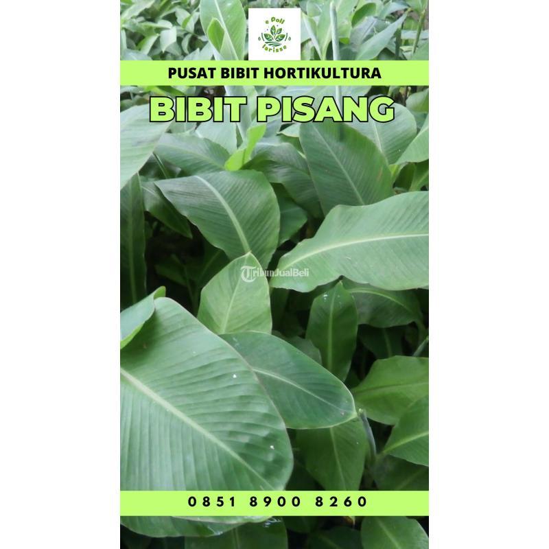 Sentral Bibit Pisang Tanduk - Pringsewu