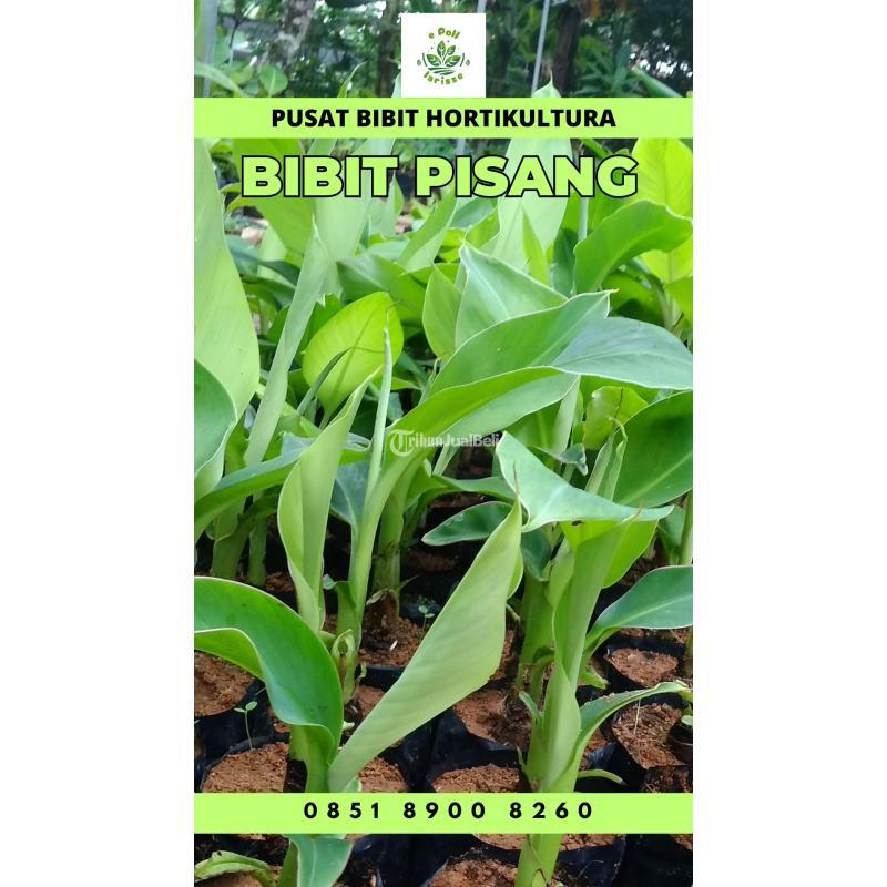 Sentral Bibit Pisang Tanduk - Pringsewu
