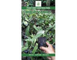 Tsel Sentral Bibit Vanili - Kerinci