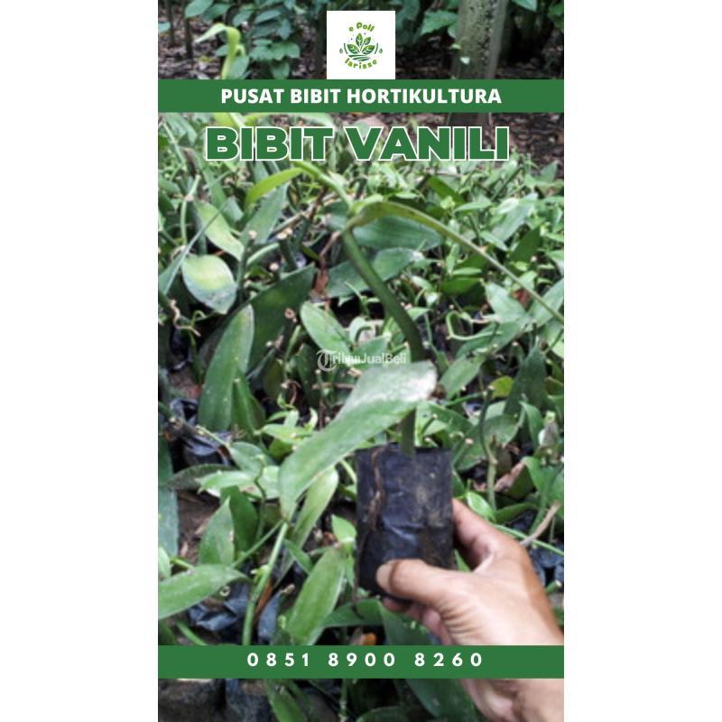 Tsel Sentral Bibit Vanili - Kerinci