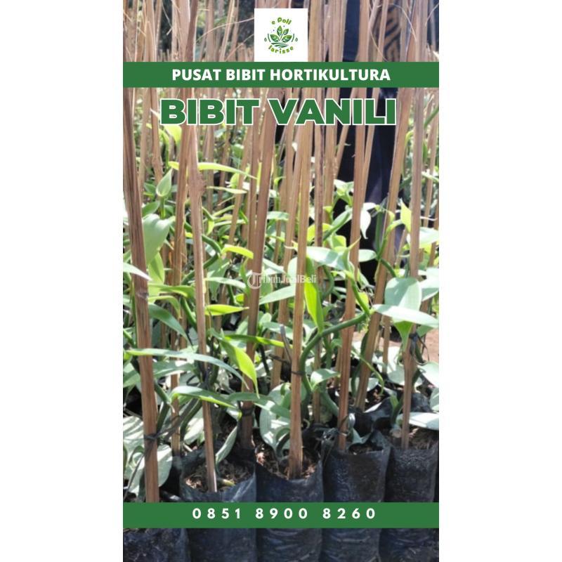 Tsel Sentral Bibit Vanili - Kerinci