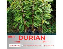 Sentra Pengadaan Bibit Durian Montong - Kerinci