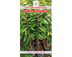 Hortikultura Buah Bibit Durian Montong - Kerinci