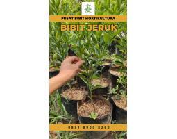 Sentra Bibit, Bibit Jeruk Santang Madu - Jakarta Pusat