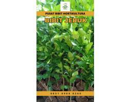 Sentra Bibit, Bibit Jeruk Santang Madu - Tanggamus