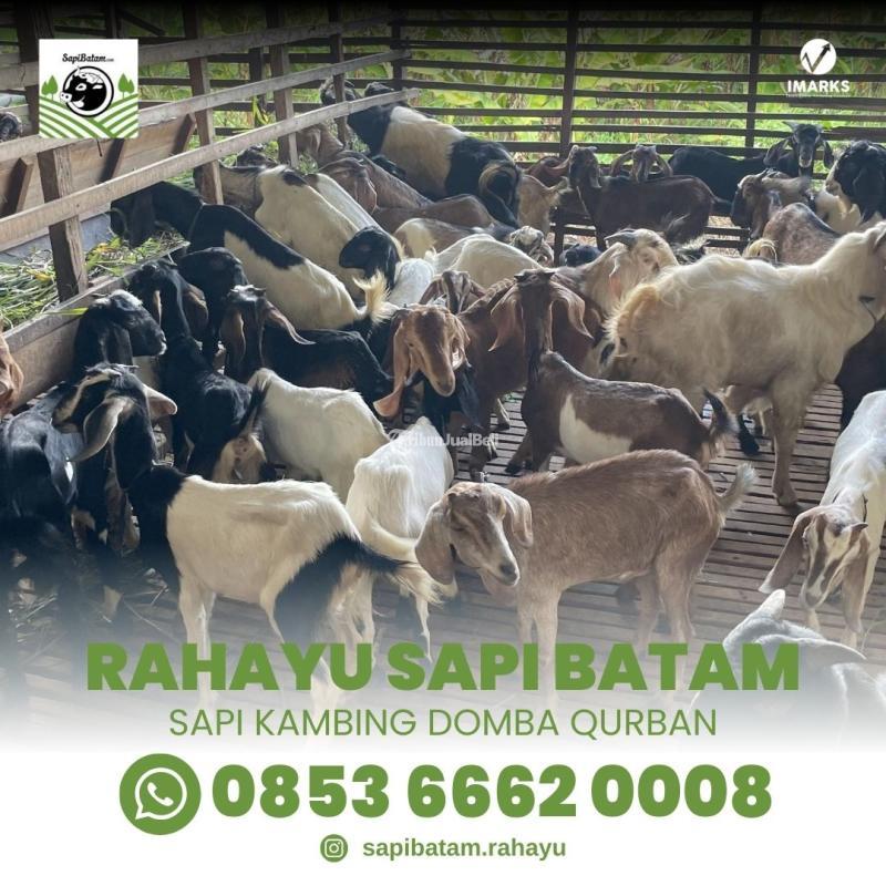Rahayu Sapi Batam Sells Qurban Cows and Goats Internationally for Eid Al Adha - Batam