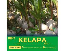 TSEL Sentra Bibit Kelapa Genjah Entok - TUlang Bawang