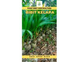 TSEL Sentra Bibit Kelapa Hibrida  - Tulang Bawang