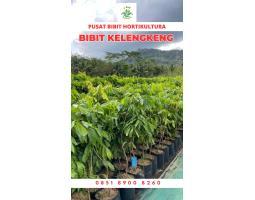 Tsel Bibit Kelengkeng Kristal 2 - Pringsewu