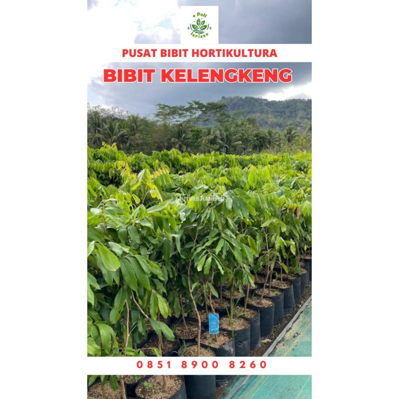 Tsel Bibit Kelengkeng Kristal 2 - Pringsewu