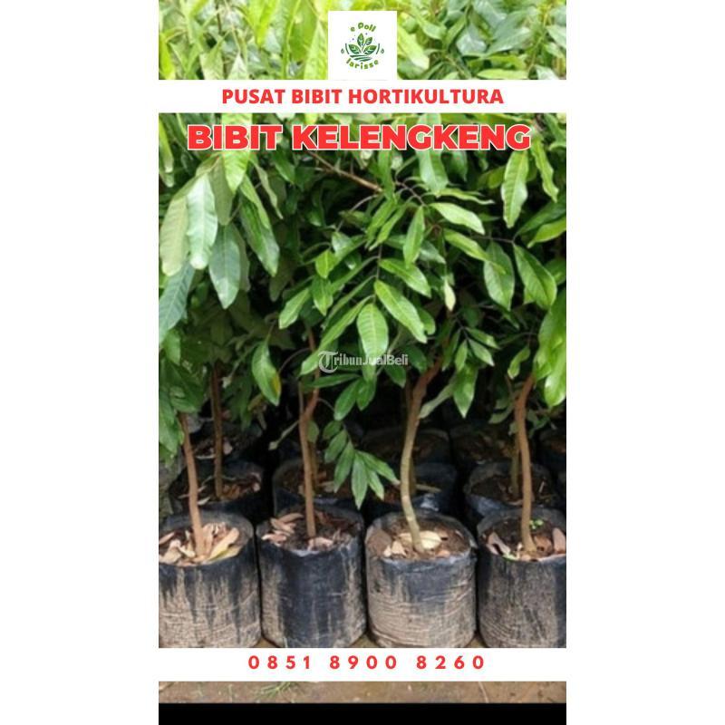Tsel Bibit Kelengkeng - Metro