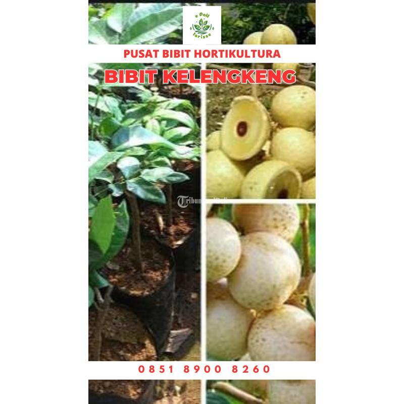 Tsel Bibit Kelengkeng - Metro