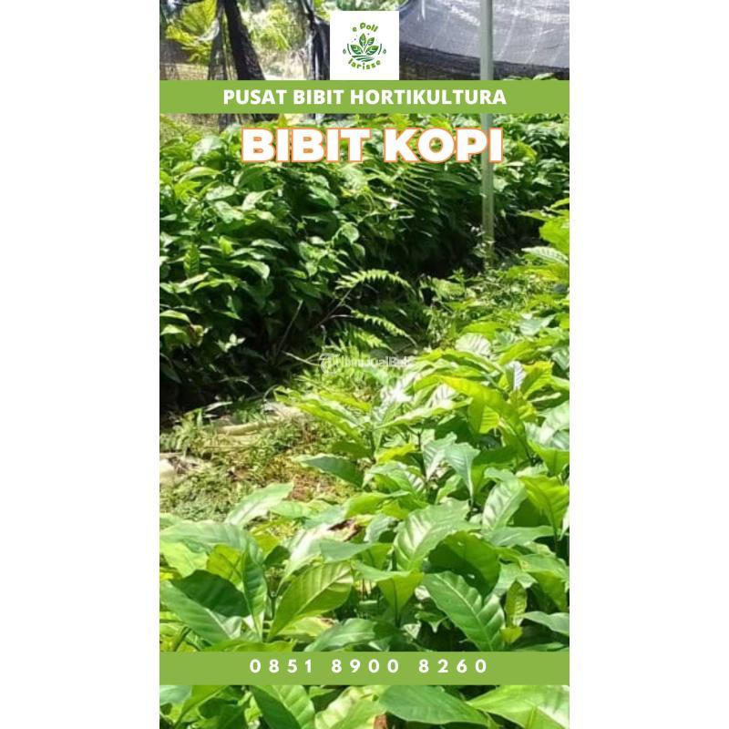 Jual Bibit Kopi Lampung - Lampung