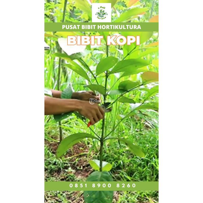 Jual Bibit Kopi Lampung - Lampung
