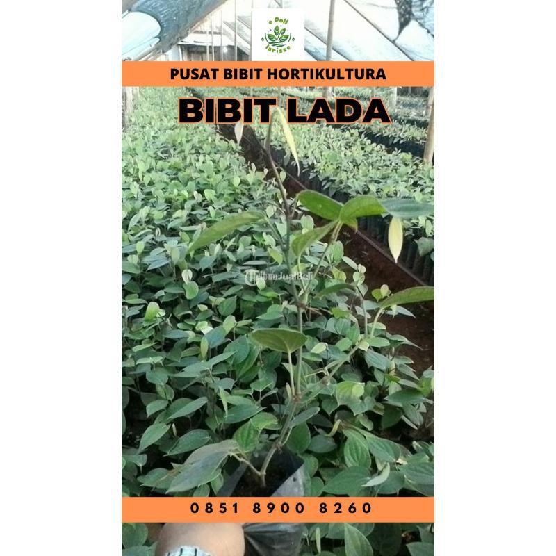 Tsel Pusat Bibit Biji Lada - Metro