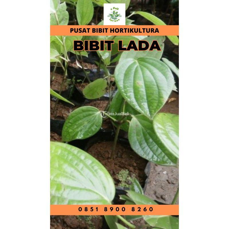 Tsel Pusat Bibit Biji Lada - Metro