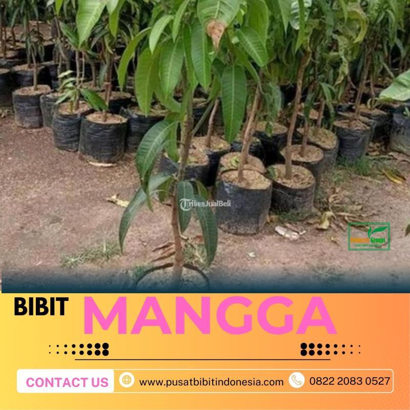 Tsel Hortikultura Bibit Unggul  Mangga Alpukat - Malang