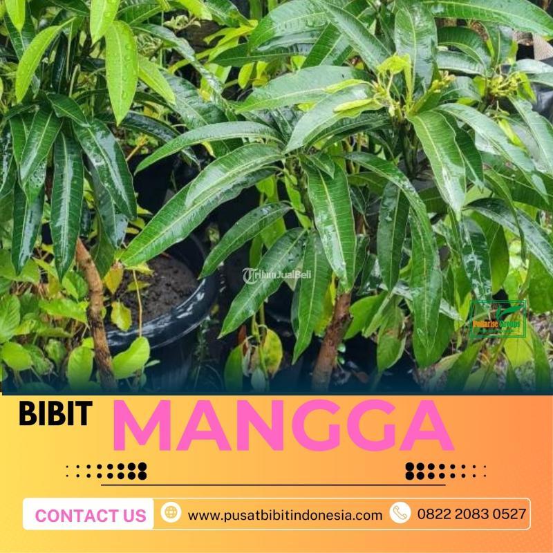 Tsel Hortikultura Bibit Unggul  Mangga Alpukat - Malang