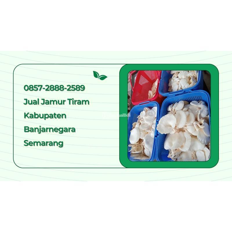 Jamur Tiram Kabupaten Banjarnegara - Semarang