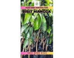 Bibit Unggul Mangga Arumanis - Bangka