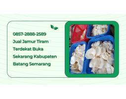 Jamur Tiram Harga Murah - Semarang