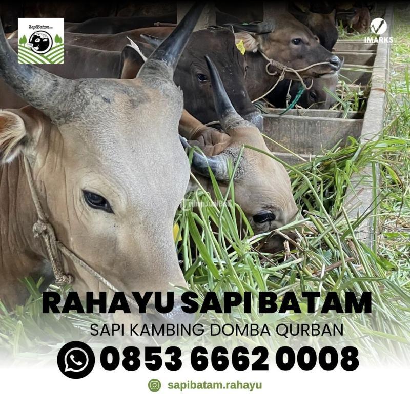 Rahayu Sapi Batam Sells Qurban Cows and Goats International - Batam