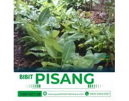 Bibit Pisang Raja Puri - Jakarta Pusat
