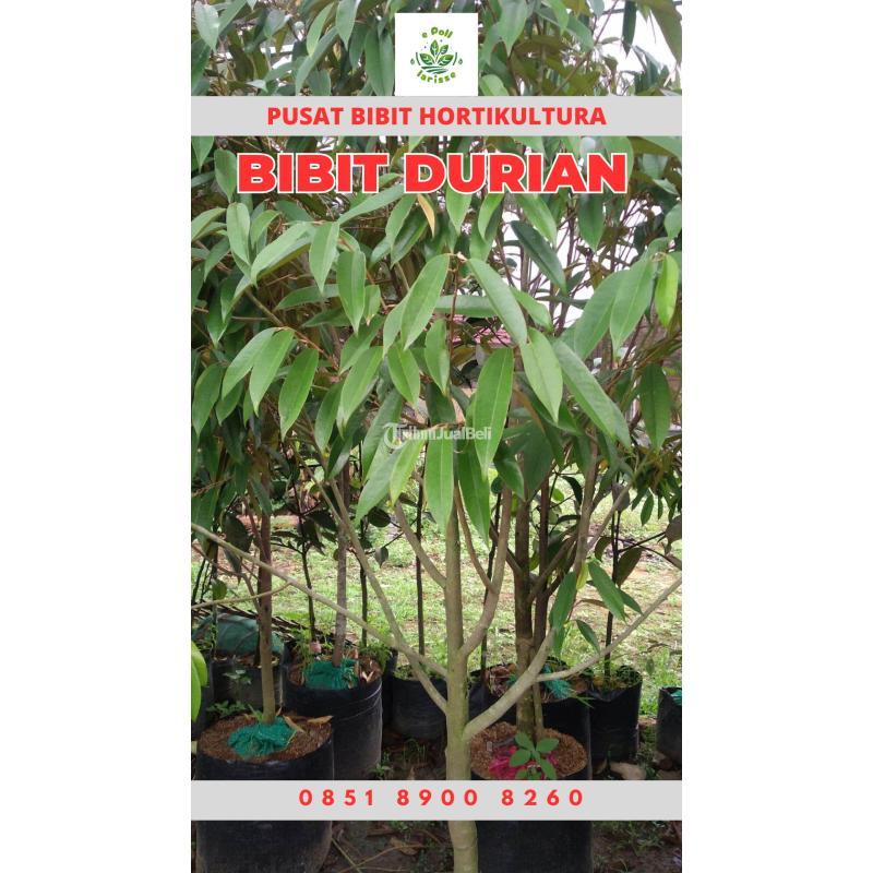 Tsel Hortikultura Buah Bibit Durian Montong Sudah Berbuah - Tanggamus