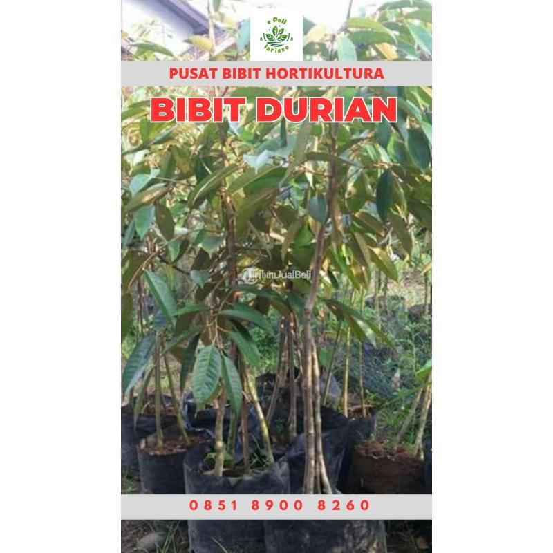 Tsel Hortikultura Buah Bibit Durian Montong Sudah Berbuah - Tanggamus