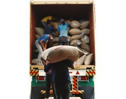 Premium Wholesale Supplier Green Coffee Beans Indonesia - Makassar