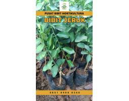 Sentra Bibit,  Bibit Jeruk Santang Madu - Gianyar